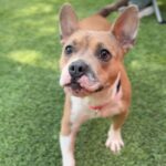 Penny is a Terrier, Pit Bull.