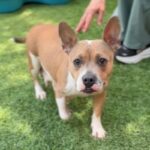 Penny is a Terrier, Pit Bull.