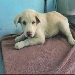 Atlas is a Spaniel, English Springer.