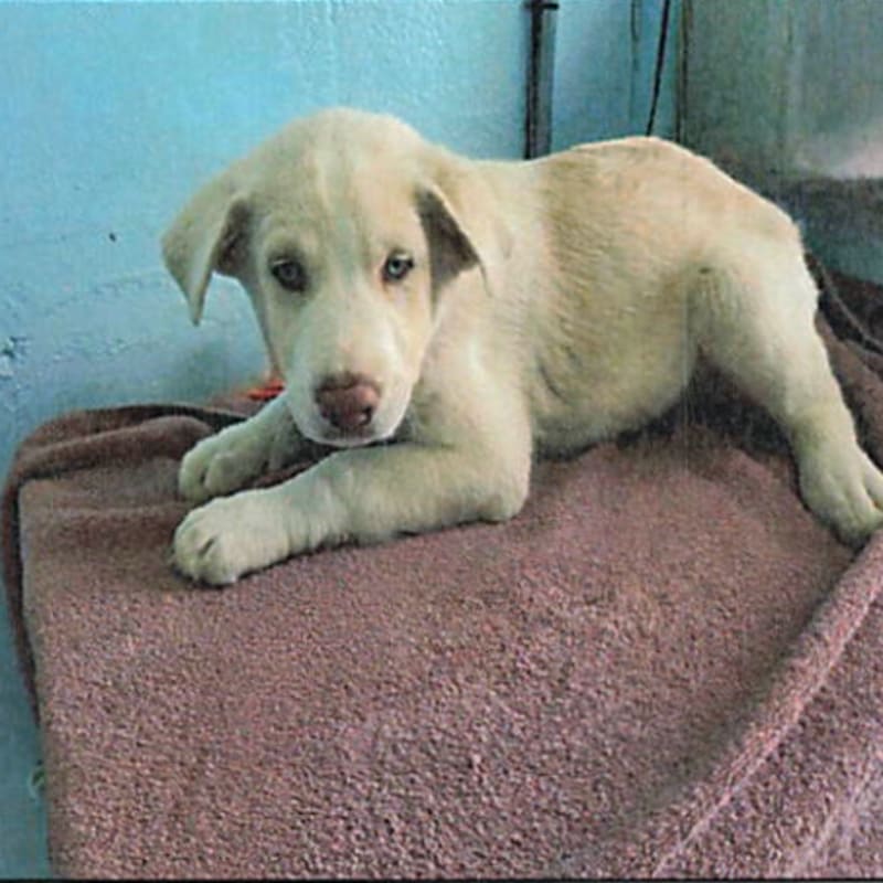 Atlas is a Spaniel, English Springer.