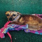 Brinn is a Chihuahua, Short Coat.