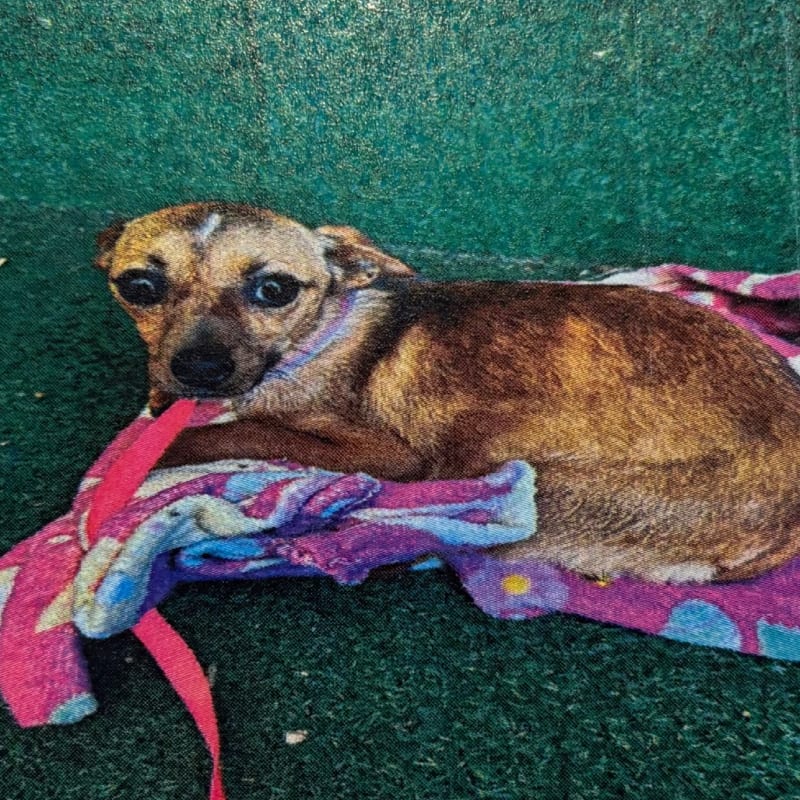 Brinn is a Chihuahua, Short Coat.