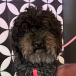 Coco is a Poodle, Miniature/Maltese.