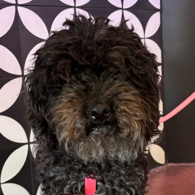 Coco is a Poodle, Miniature/Maltese.