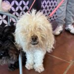 Butter is a Poodle, Miniature/Maltese.