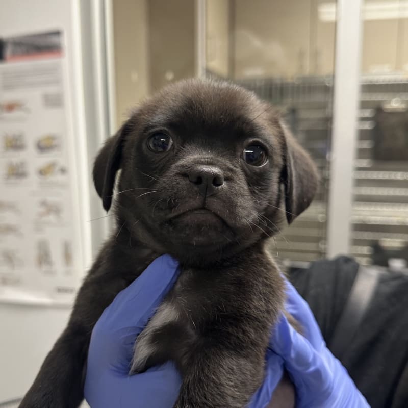 Papi is a Pug/Chihuahua.