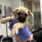 Marley is a Pug/Chihuahua.