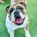 Safari is a Bulldog, English.