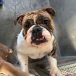 Safari is a Bulldog, English.