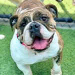 Safari is a Bulldog, English.