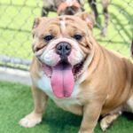 Reina is a Bulldog, English.