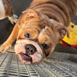 Reina is a Bulldog, English.