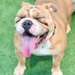 Reina is a Bulldog, English.