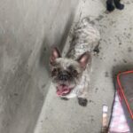 Chewy is a Bulldog, French.