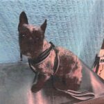 Chewy is a Bulldog, French.