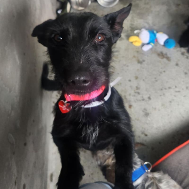 Giorgiana is a Terrier.