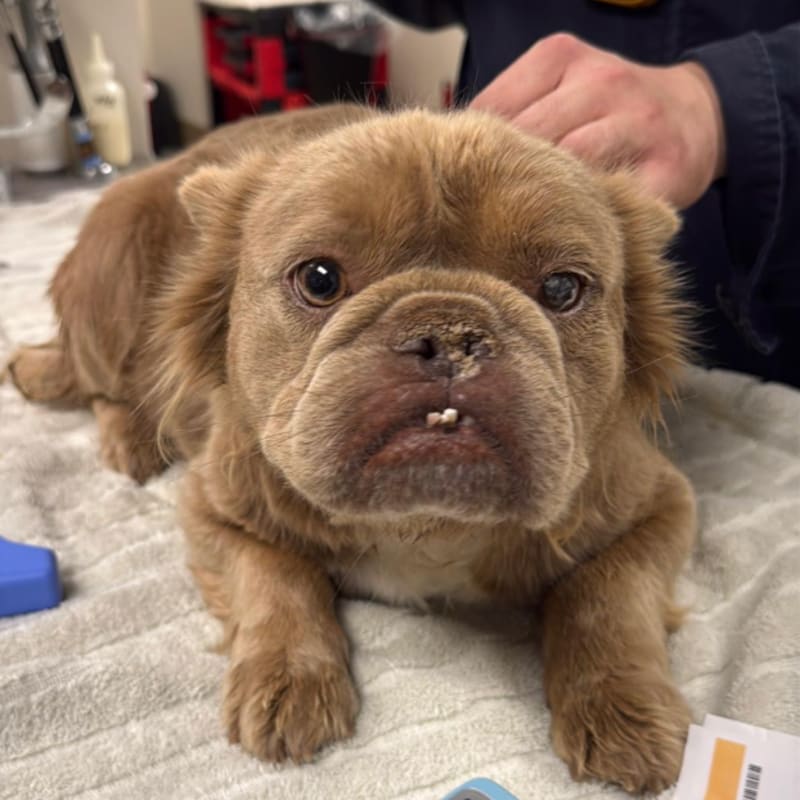 Esther is a Bulldog, French.