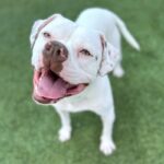 Wilson is a Terrier, American Pit Bull.