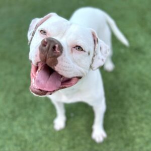 Wilson is a Terrier, American Pit Bull.