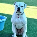 Wilson is a Terrier, American Pit Bull.