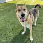 Nya is a Shepherd, German/Pointer, German Wirehaired.