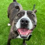 Tinsel is a Mixed Breed (Large).