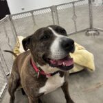 Tinsel is a Mixed Breed (Large).