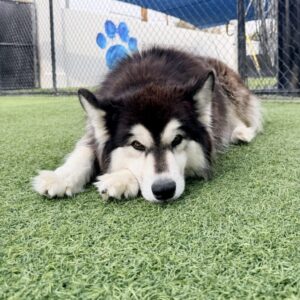 Melody is a Husky, Siberian/Mix.