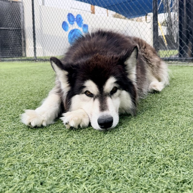 Melody is a Husky, Siberian/Mix.