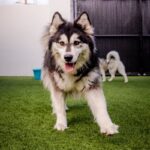 Melody is a Husky, Siberian/Mix.