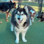 Melody is a Husky, Siberian/Mix.