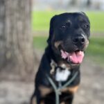 True is a Rottweiler/Mix.