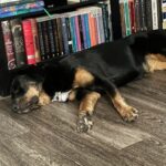 True is a Rottweiler/Mix.