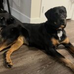 True is a Rottweiler/Mix.