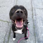 George is a Terrier, Pit Bull.