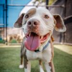 Kale is a Terrier, Pit Bull/Mixed Breed (Medium).
