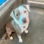 Kale is a Terrier, Pit Bull/Mixed Breed (Medium).