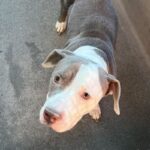 Kale is a Terrier, Pit Bull/Mixed Breed (Medium).