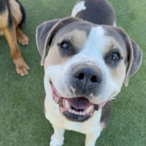 Ferris is a Mixed Breed (Large).