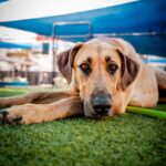 Fawn is a Mixed Breed (Large).