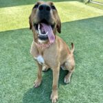 Fawn is a Mixed Breed (Large).