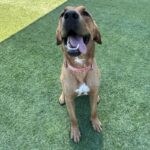 Fawn is a Mixed Breed (Large).