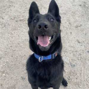 Duke is a Mixed Breed (Large).
