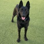 Duke is a Mixed Breed (Large).