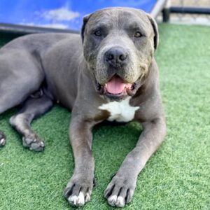 Clyde is a Terrier, Pit Bull.