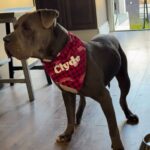 Clyde is a Terrier, Pit Bull.