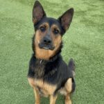 Jerome is a Shepherd, German.