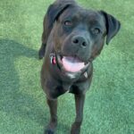 Billie is a Terrier, Pit Bull.