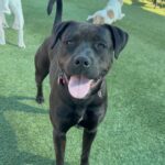 Billie is a Terrier, Pit Bull.