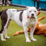 Storie is a Terrier, Pit Bull.